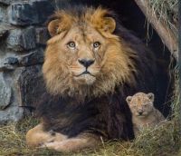 Lion Zevs with cub