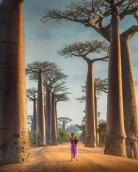 Alley of the baobabs