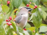 Cedar Waxwing