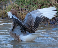 greylag goose (grauwe gans)