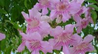 Blossoms