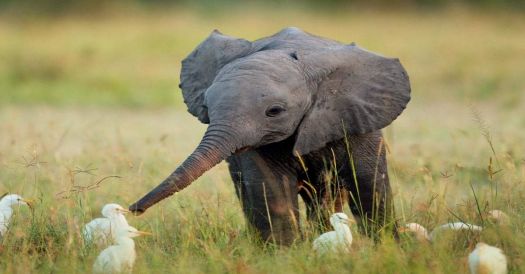 animals  elephant  baby  ducklings