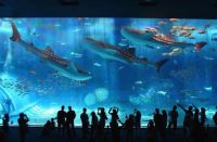 Okinawa Churaumi Aquarium (Motobu, Japan)