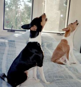 Basenji Dogs Don’t Bark—But They Yodel