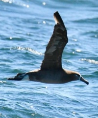 A sea Bird flying