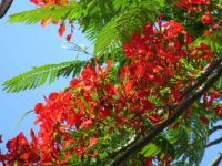 Poinciana tree in flower - over the back fence! 