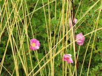 Wild roses