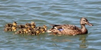 Mama Mallard with Ducklings, San Elijo Lagoon, Cardiff, California
