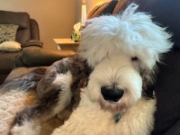 Boone the Sheepadoodle! CGC