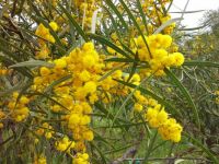 Wattle in Bloom