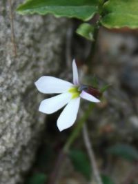 185_8702  Pratia purpurascens, White Root, Lobeliaceae