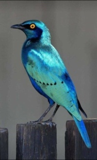 Leskoptev kovová (Lamprotornis chalybaeus) - greater blue-eared starling