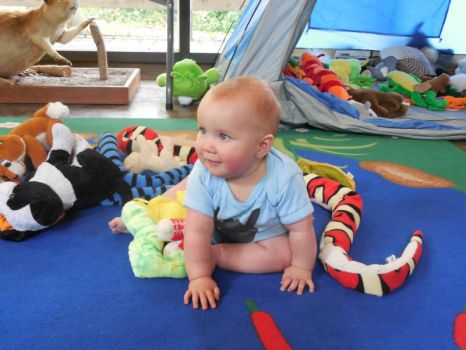Wild Animal Safari