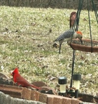 The gathering - 'bird buffet' in Missouri!