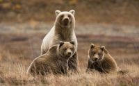 grizzlies - photo from Earthjustice