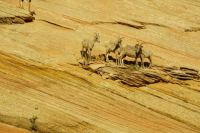 zion national park