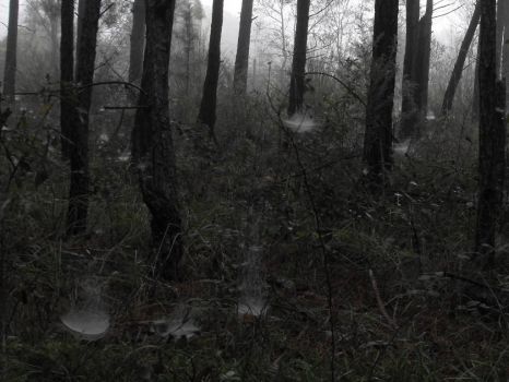 Webs in a foggy forest morning, AL
