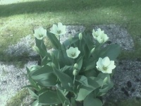 tulips 2