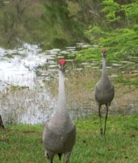 Sand Hill Cranes Coming at Me