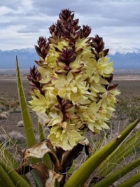 Blooming Mojave Yucca Plant