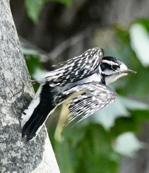 Bird on Long Island,  NY,  10-2022