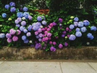 Colourful Hydrangeas