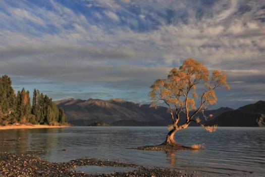 Solve The Wanaka tree jigsaw puzzle online with 40 pieces