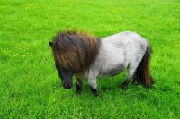 Mini Hors