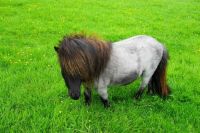 Mini Hors