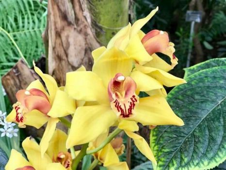 Orchids. Butterflies Glasshouses. Wisley Park Gardens.