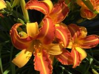 More lilies 2