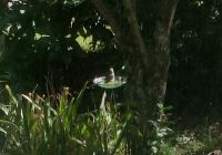 Close-up of the bathing mockingbird.