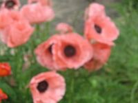 pink poppies!