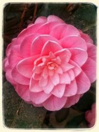 A flower for Monday