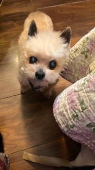 Teddy