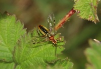 Sawfly - Tenthredopsis sordida (bladwesp)