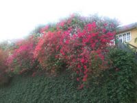 Bourganvillia
