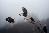 Eagles squabbling