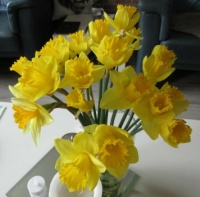 Trompet Narcissen - Daffodils on my coffee table.