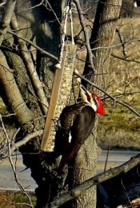 Peanuts for the Pileated! Yum!  Yum!! - #3