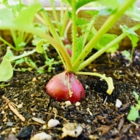 Radish