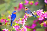 Bluebirds of Happiness