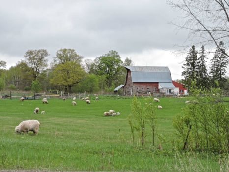 Sheep may safely graze