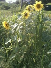 Last years Sunflowers