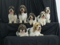 A PBGV Litter with Mom & Dad