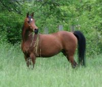 Horse in a pasture