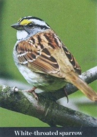 White Throated Sparrow Birds & Blooms