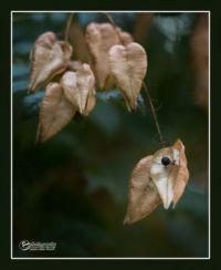 Seed Pods 2