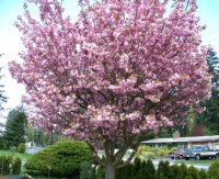 Ornamental Cherry