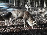 Na procházce, Deer and fallow deer